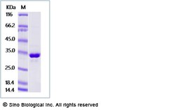 Sino Biological Recombinant Cynomolgus FGL1 Protein (His Tag), Quantity: