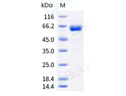 Sino Biological Recombinant Cynomolgus FGL1 Protein (hFc Tag), Quantity: