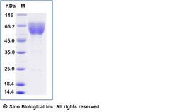 Sino Biological Recombinant Cynomolgus CD47 Protein (hFc Tag), Quantity:
