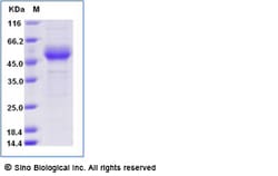 Sino Biological Recombinant Rhesus ICOS Protein (ECD, hFc & AVI Tag), Biotinylated,