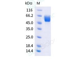 Sino Biological Recombinant Cynomolgus CD98 Protein (ECD, His Tag), Quantity: