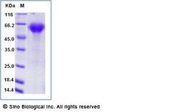 Sino Biological Recombinant Cynomolgus PD-1 Protein (hFc & AVI Tag), Biotinylated,