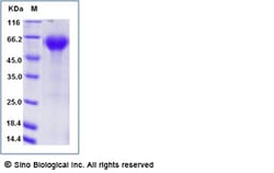 Sino Biological Recombinant Cynomolgus PD-1 Protein (hFc & AVI Tag), Biotinylated,