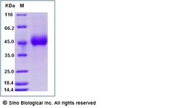 Sino Biological Recombinant Cynomolgus, Rhesus Siglec-3/CD33 Protein (His