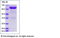 Sino Biological Recombinant Rhesus CD4 Protein (ECD, hFc Tag), Quantity: