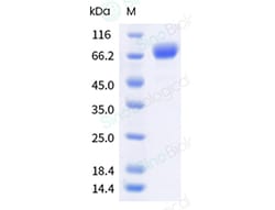 Sino Biological Recombinant Cynomolgus, Rhesus PD-L1/B7-H1 Protein (hFc