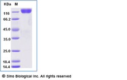 Sino Biological Recombinant Rhesus c-Kit Protein (ECD, hFc Tag), Quantity: