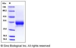Sino Biological Recombinant Cynomolgus CD32A/FCGR2A Protein (His & AVI