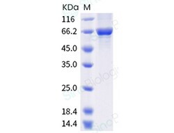 Sino Biological Recombinant Rat HSP70 Protein (His Tag), Quantity: Each