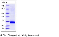 Sino Biological Recombinant Rat IL-3 Protein (His Tag), Quantity: Each