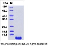 Sino Biological Recombinant Rat CXCL7/NAP-2 Protein (His Tag), Quantity: