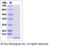 Sino Biological Recombinant Rat GRO Beta/CXCL2 Protein, Quantity: Each