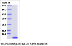Sino Biological Recombinant Rat CXCL1 Protein, Quantity: Each of 1