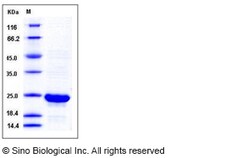 Sino Biological Recombinant Rat CNTF Protein, Quantity: Each of 1