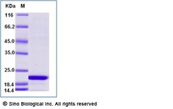 Sino Biological Recombinant Canine Canf4 Protein (His Tag), Quantity: Each