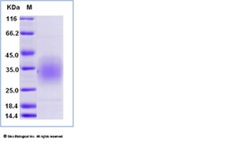 Sino Biological Recombinant Mouse CD47 Protein (ECD), Quantity: Each of