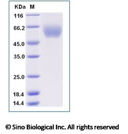Sino Biological Recombinant Mouse Allergin 1 Protein (hFc Tag), HPLC-verified,