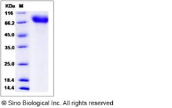 Sino Biological Recombinant Mouse TrkA Protein (His Tag), HPLC-verified,