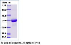 Sino Biological Recombinant Mouse IgG2a Protein, Amine-Labeled Biotinylated,