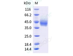 Sino Biological Recombinant Mouse B7-H3 Protein (His & AVI Tag), Biotinylated,