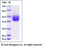 Sino Biological Recombinant Mouse PD-L2/B7-DC Protein (His Tag), Amine-Labeled