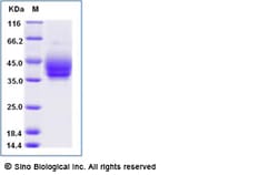 Sino Biological Recombinant Mouse PD-L2/B7-DC Protein (His Tag), Amine-Labeled