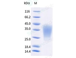 Sino Biological Recombinant Mouse LIF Protein, HPLC-verified, Quantity: