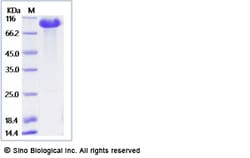 Sino Biological Recombinant Mouse DLL4 Protein (ECD, mFc Tag), Quantity: