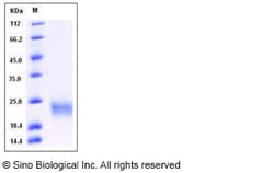 Sino Biological Recombinant Mouse SCF Protein (ECD, His Tag), HPLC-verified,