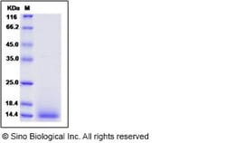 Sino Biological Recombinant Mouse EGF Protein, Quantity: Each of 1