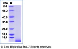 Sino Biological Recombinant Mouse IGF1 Protein, Quantity: Each of 1
