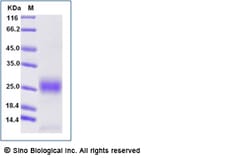 Sino Biological Recombinant Mouse MCP-1/CCL2 Protein (His Tag), Amine-Labeled