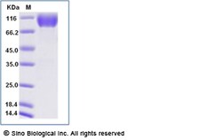 Sino Biological Recombinant Mouse CD155/PVR Protein (ECD, hFc & AVI Tag),
