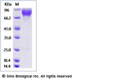 Sino Biological Recombinant Mouse CD155/PVR Protein (mFc Tag), HPLC-verified,