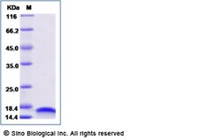 Sino Biological Recombinant Mouse IL-10 Protein, Quantity: Each of 1