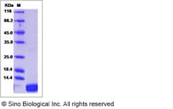 Sino Biological Recombinant Mouse CXCL1 Protein, Quantity: Each of 1