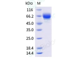 Sino Biological Recombinant Mouse PD-1 Protein (hFc & AVI Tag), Biotinylated,
