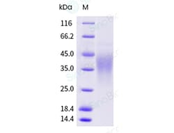 Sino Biological Recombinant Mouse PD-1 Protein (His Tag), Amine-Labeled
