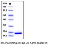 Sino Biological Recombinant Mouse IL-1 alpha/IL1A Protein, Quantity: Each