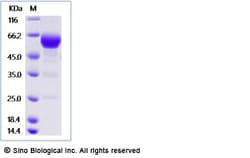 Sino Biological Recombinant Mouse CD27/TNFRSF7 Protein (ECD, mFc Tag),