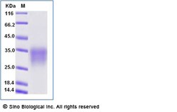 Sino Biological Recombinant Mouse CD28 Protein (His Tag), Amine-Labeled