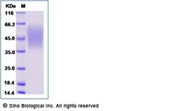 Sino Biological Recombinant Mouse B7-2/CD86 Protein (His Tag), Amine-Labeled