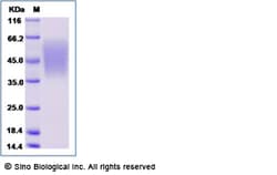 Sino Biological Recombinant Mouse B7-2/CD86 Protein (His Tag), Amine-Labeled