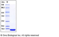 Sino Biological Recombinant Mouse MIF Protein, Quantity: Each of 1