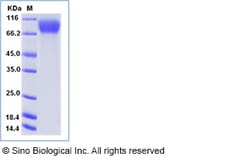 Sino Biological Recombinant Mouse M-CSFR/CSF1R Protein (His Tag), Amine-Labeled