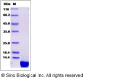 Sino Biological Recombinant Mouse SDF-1/CXCL12 Protein, Quantity: Each