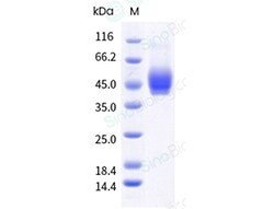 Sino Biological Recombinant Mouse PD-L1/B7-H1 Protein (ECD, His Tag), HPLC-verified,