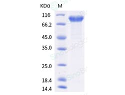 Sino Biological Recombinant Human ILT-8/LILRA6 Protein (hFc Tag), Quantity: