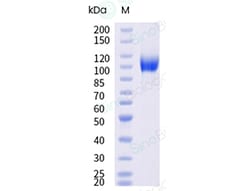 Sino Biological Recombinant Human Siglec-10 Protein (ECD, mFc Tag), HPLC-verified,