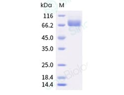 Sino Biological Recombinant Human Siglec-10 Protein (ECD, His Tag), HPLC-verified,